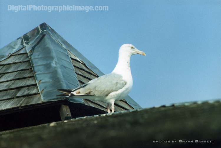 SeagullOnRoofInNewHampshire.jpg